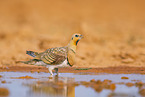 pin-tailed sandgrouse