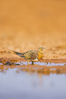 pin-tailed sandgrouse