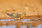 pin-tailed sandgrouse