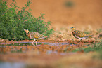 pin-tailed sandgrouse