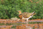 pin-tailed sandgrouse
