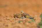 pin-tailed sandgrouse