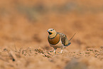 pin-tailed sandgrouse
