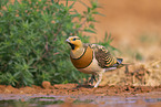 pin-tailed sandgrouse