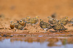 pin-tailed sandgrouse