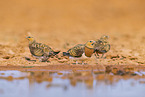 pin-tailed sandgrouse