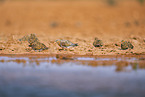 pin-tailed sandgrouse