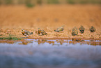 pin-tailed sandgrouse