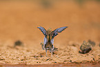 pin-tailed sandgrouse