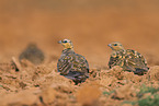 pin-tailed sandgrouse