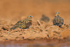 pin-tailed sandgrouse