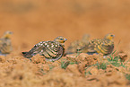 pin-tailed sandgrouse