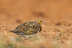 pin-tailed sandgrouse