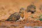 pin-tailed sandgrouse