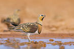 pin-tailed sandgrouse