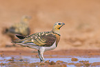 pin-tailed sandgrouse
