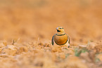 pin-tailed sandgrouse