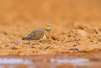 pin-tailed sandgrouse