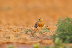 pin-tailed sandgrouse