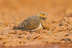 pin-tailed sandgrouse