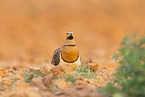 pin-tailed sandgrouse