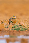 pin-tailed sandgrouse