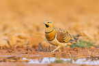 pin-tailed sandgrouse