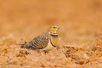 pin-tailed sandgrouse