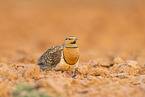 pin-tailed sandgrouse