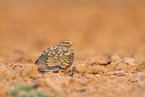 pin-tailed sandgrouse