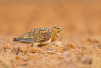 pin-tailed sandgrouse
