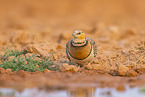 pin-tailed sandgrouse