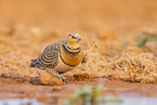 pin-tailed sandgrouse