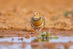 pin-tailed sandgrouse