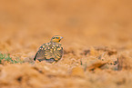 pin-tailed sandgrouse
