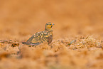 pin-tailed sandgrouse