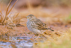 meadow pipit