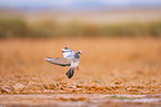 feral pigeon