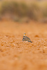 pin-tailed sandgrouse