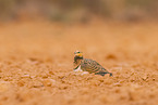 pin-tailed sandgrouse