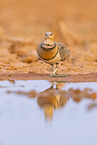 pin-tailed sandgrouse