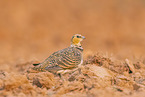 pin-tailed sandgrouse