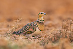 pin-tailed sandgrouse