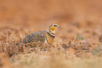 pin-tailed sandgrouse