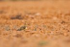 pin-tailed sandgrouse