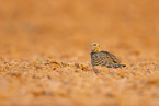 pin-tailed sandgrouse
