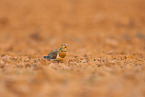 pin-tailed sandgrouse