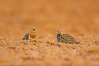 pin-tailed sandgrouse