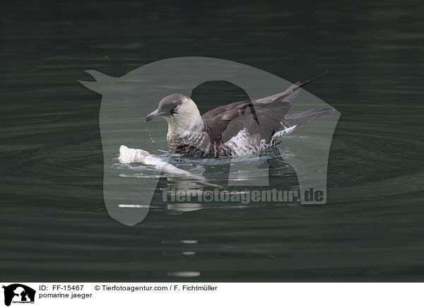 Spatelraubmwe / pomarine jaeger / FF-15467