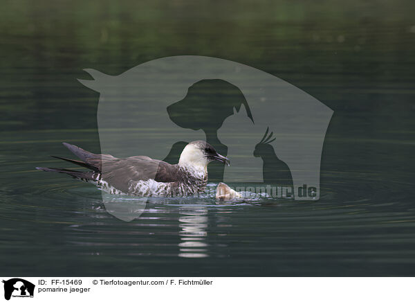 Spatelraubmwe / pomarine jaeger / FF-15469